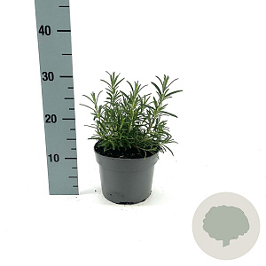 Rosmarinus officinalis GM 2,0L