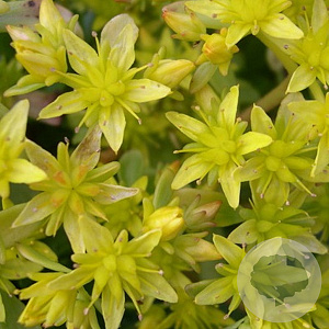 Sedum hybridum 'Immergrünchen' GM P9