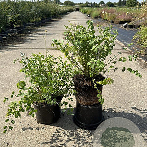 Sanguisorba minor GM 2,0L