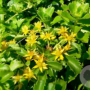 Sedum kamtschaticum GM P9