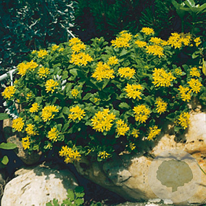 Sedum kamtschaticum GM P9