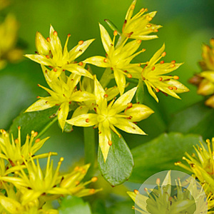 Sedum kamtschaticum GM P9