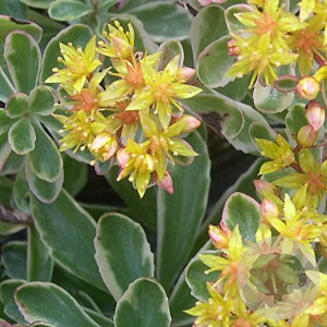Sedum kamtsch. 'Variegatum' GM P9