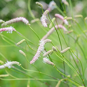 Sanguisorba ten. 'Strawberry Frost' GM P9