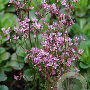 Saxifraga umbrosa 'ClarenceElliott' GM P9