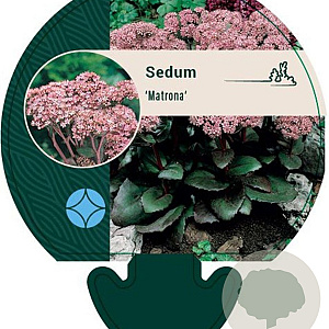 Sedum 'Matrona' GM P9