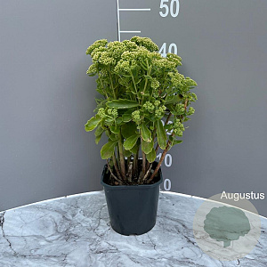 Sedum 'Herbstfreude' GM 2,0L