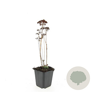 Sedum 'Herbstfreude' GM P9