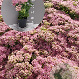 Sedum spectabile 'Brillant' GM 2,0L