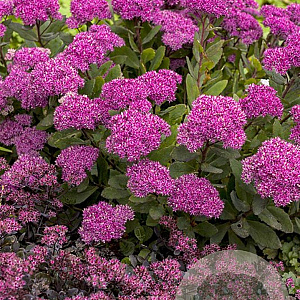 Sedum 'Mr Goodbud' GM P9