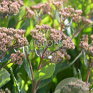 Sedum 'Mr Goodbud' GM P9