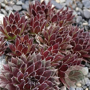 Sempervivum 'Jet Stream' GM P9
