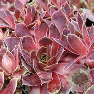 Sempervivum 'Lipari' GM P9