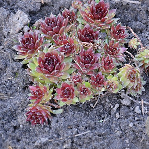 Sempervivum 'Silberkarneol' GM P9