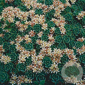 Sedum pachyclados GM P9