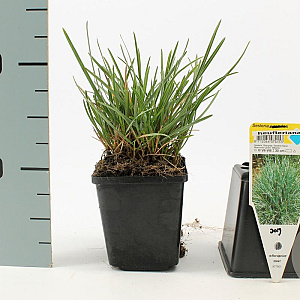 Sesleria heufleriana GM P9