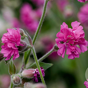 Silene dioica 'Firefly' GM P9
