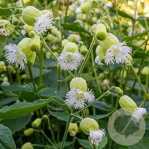 Silene fimbriata GM P9