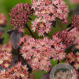 Sedum 'Purple Emperor' GM P9