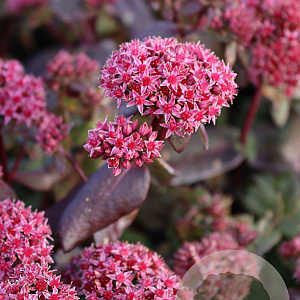 Sedum 'Purple Emperor' GM P9