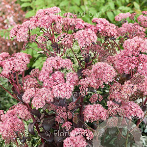 Sedum 'Purple Emperor' GM P9
