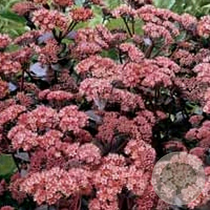 Sedum 'Purple Emperor' GM P9