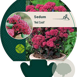 Sedum 'Red Cauli' GM P9