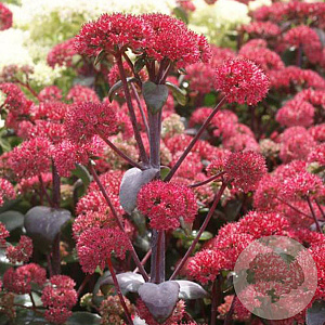 Sedum 'Red Cauli' GM P9