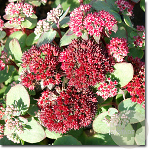 Sedum 'Red Cauli' GM P9