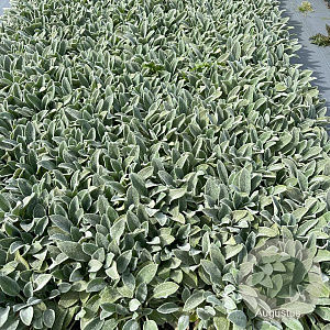 Stachys byzantina 'Silver Carpet' GM 2,0L