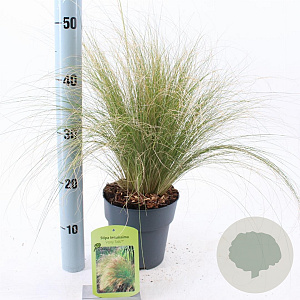 Stipa tenuissima 'Ponytails' 20-25 cm 2,0L