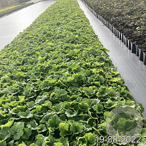 Tellima grandiflora GM 2,0L