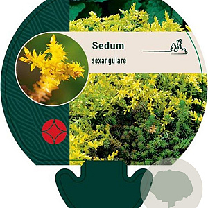 Sedum sexangulare GM P9