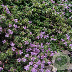 Thymus 'Elfin' GM P9