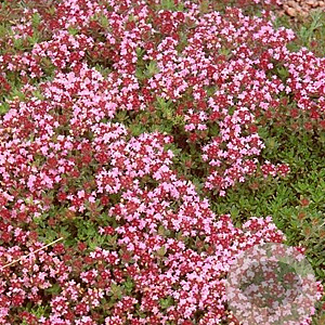 Thymus 'Magic Carpet' GM P9