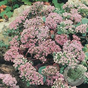 Sedum sieboldii GM P9