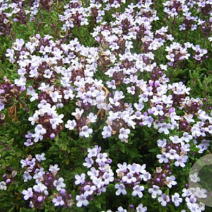 Thymus v. 'Fleur Provencale' GM P9