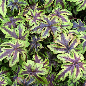 Tiarella 'Jeepers Creepers' GM P9