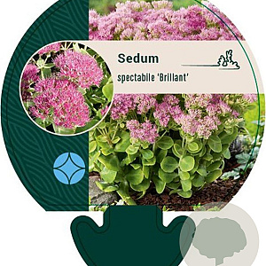 Sedum spectabile 'Brillant' GM P9