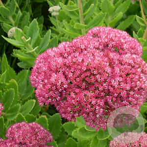 Sedum spectabile 'Brillant' GM P9