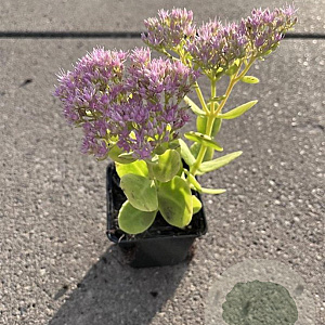 Sedum spectabile 'Brillant' GM P9
