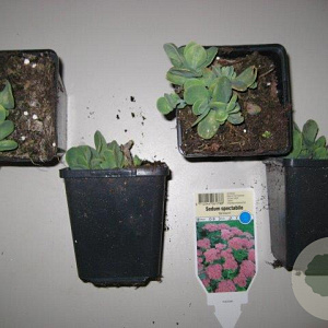 Sedum spectabile 'Brillant' GM P9