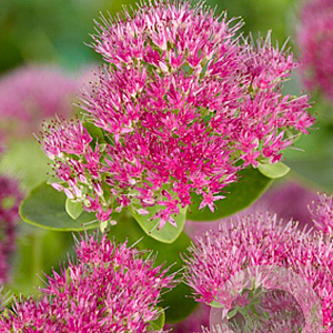 Sedum spectabile 'Brillant' GM P9