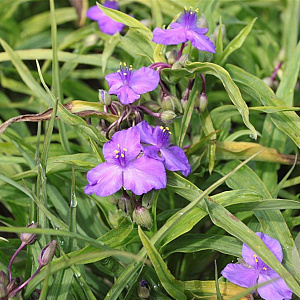 Tradescantia (A) 'Purewell Giant' GM P9