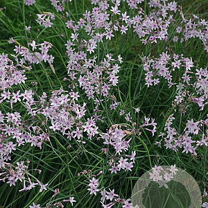 Tulbaghia 'Purple Eye' GM P9