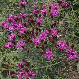 Vernonia lettermannii GM P9