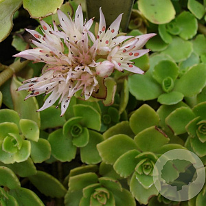 Sedum spurium GM P9