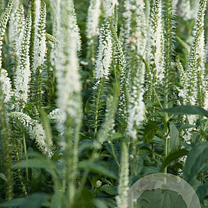 Veronica spic. 'Alba' GM P9