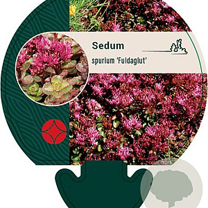 Sedum spurium 'Fuldaglut' GM P9