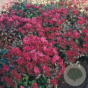 Sedum spurium 'Fuldaglut' GM P9